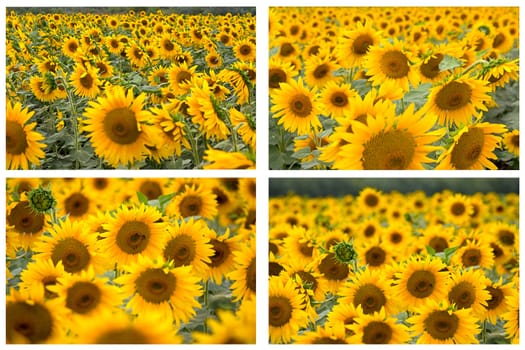 Flowers of sunflowers  close-up from  side against  plant.