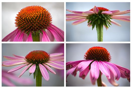 Echinacea   close-up on  light background.