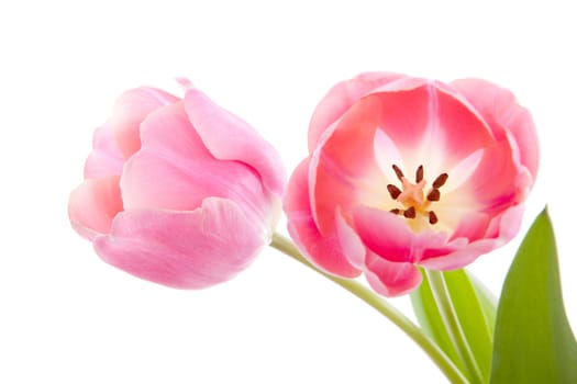 Beautiful pink Dutch tulips over white background