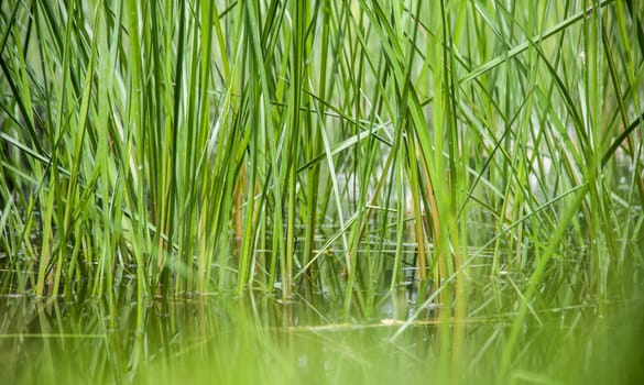 Grass in a pond in Germany