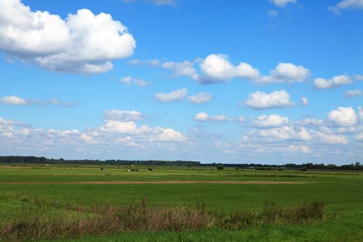 Typical Dutch landscape with meadow and cows under blue cloudy sky
