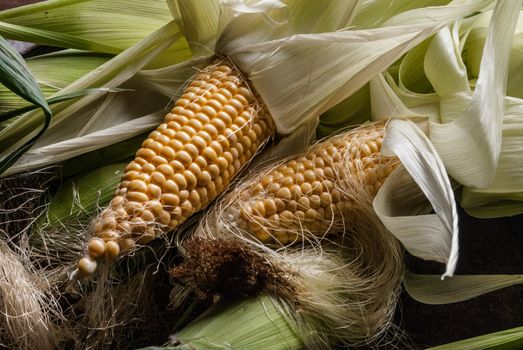 Still-Life corn cob with leaves