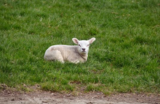 white cute lamb on grass outdoors
