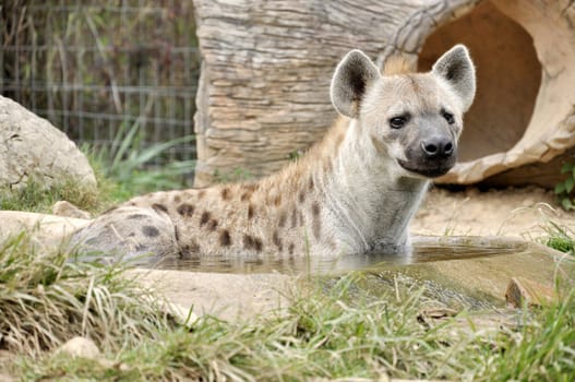 The spotted hyena also known as laughing hyena, is a carnivorous mammal.