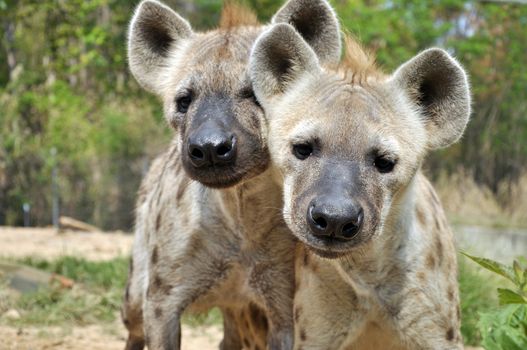 The spotted hyena also known as laughing hyena, is a carnivorous mammal.