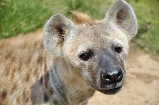 The spotted hyena also known as laughing hyena, is a carnivorous mammal.