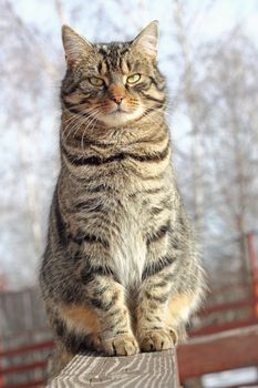 cat relaxing on a wooden fence in a cold day