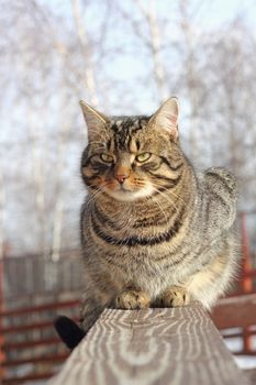 big beautiful cat relaxing on a fence 