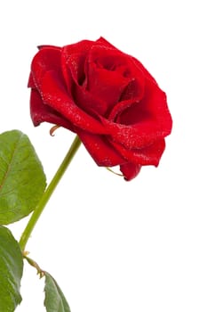 beautiful red rose with water drops in closeup over white background