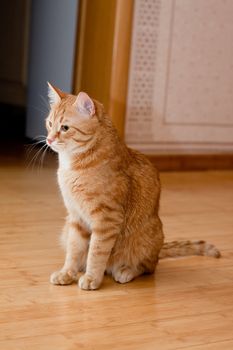 A young ginger tabby cat on the wooden floor

