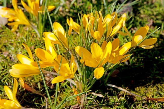 yellow Dutch spring crocus flowers  in closeup