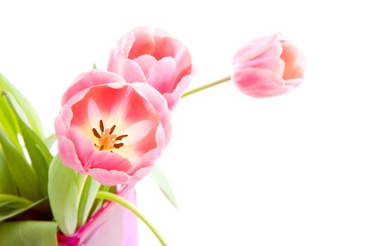 Pink Dutch tulips isolated on white background