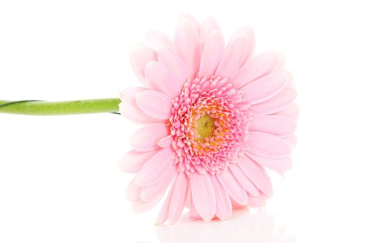 Beautiful pink gerber flower in closeup over white background