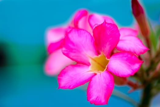 Pink tropical flower (Adenium obesum) on blue background
