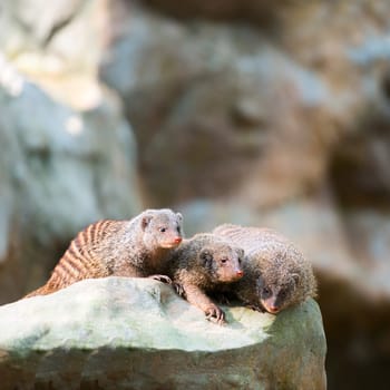 Three banded mongooses relaxed on a stone