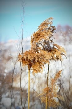 faded reed in a sunny winter day