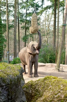 elephant is eating hay which hangs in the trees
