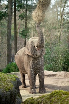 elephant is eating hay hanging in the trees and falling down