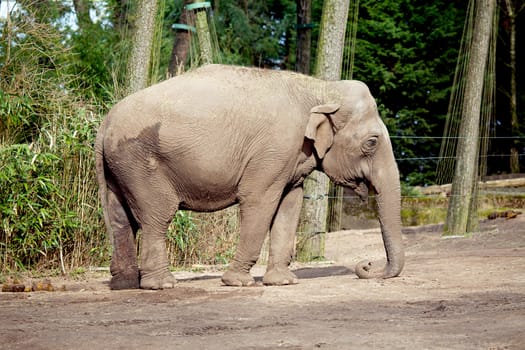 one elephant standing in the zoo, enjoying the sun