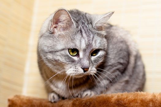 A sitting grey tabby cat
