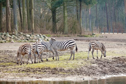 group of zebras standing near water in the zoo