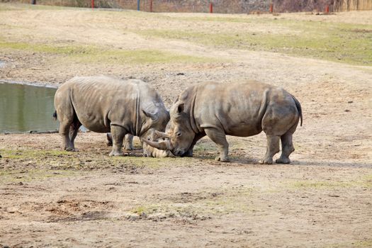 couple of rhinos fighting