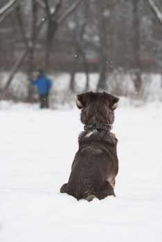 Husky sitting in the snown staring at skier.