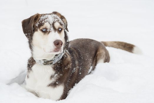 Husky dog laying in the snow. Focus on blue eyes.