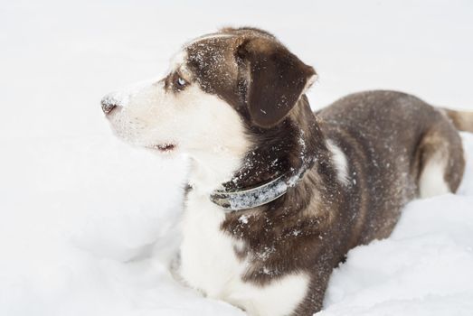 Husky dog laying in the snow. Focus on blue eyes.