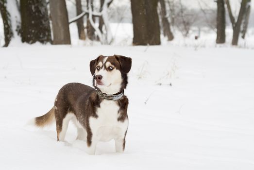 Husky dog standing in the snow. Focus on eyes.