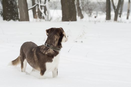 One husky dog standing in the snow.