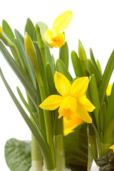 Yellow Daffodil flower in closeup over white background