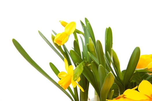 Yellow Daffodil flower in closeup over white background