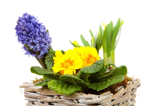 Basket spring flowers over white background