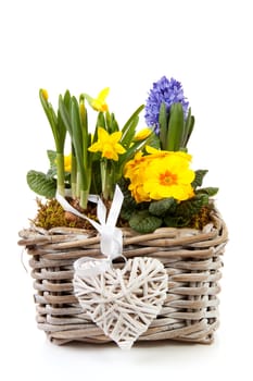 Basket spring flowers over white background