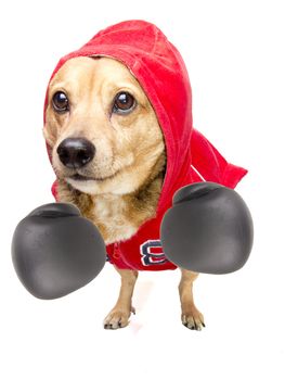 a cute dachshund fighter