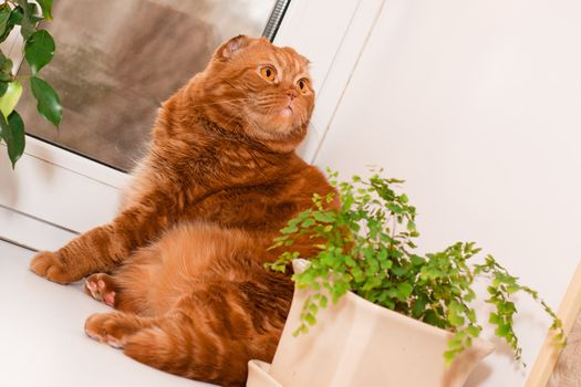 A scottish fold cat sitting on a windowsill between houseplants
