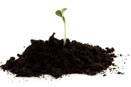 Pile of black garden soil with young plant for new life over white background
