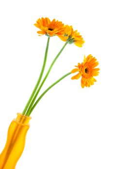 Orange Gerber flowers in vase over white background