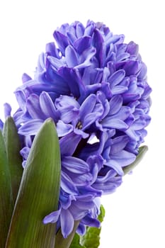 Purple hyacinthus flower in closeup over white background 