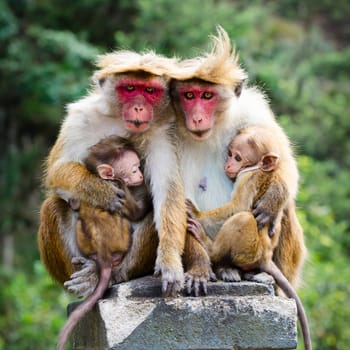 Monkey family with two babies. Red faces macaque (Macaca fuscata).