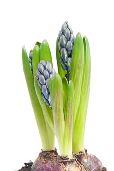 Purple Hyacinth flower in closeup over white background