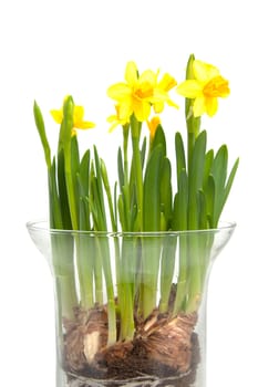 Yellow Daffodil flower in vase over white background