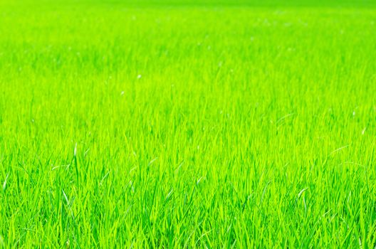 Nature green grass rice stem field background