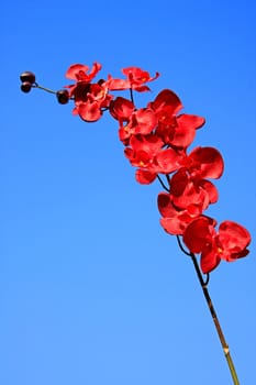 red orchid isolated on blue sunny sky