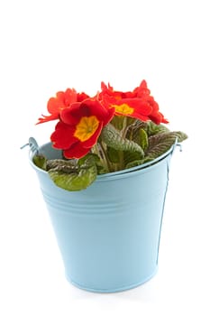 Red  Primula flowers in blue bucket isolated on white background 