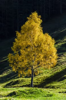 Lonely yelow birch tree at the edge of the forest at autumn time.