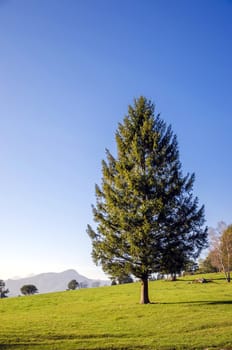 Scenery view on spruce tree in the midle of lawn.