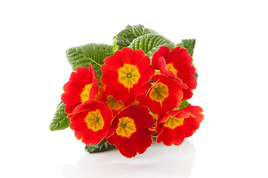 red Primula flower in closeup over white background