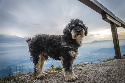 Small dog on top of hill with panoramic background